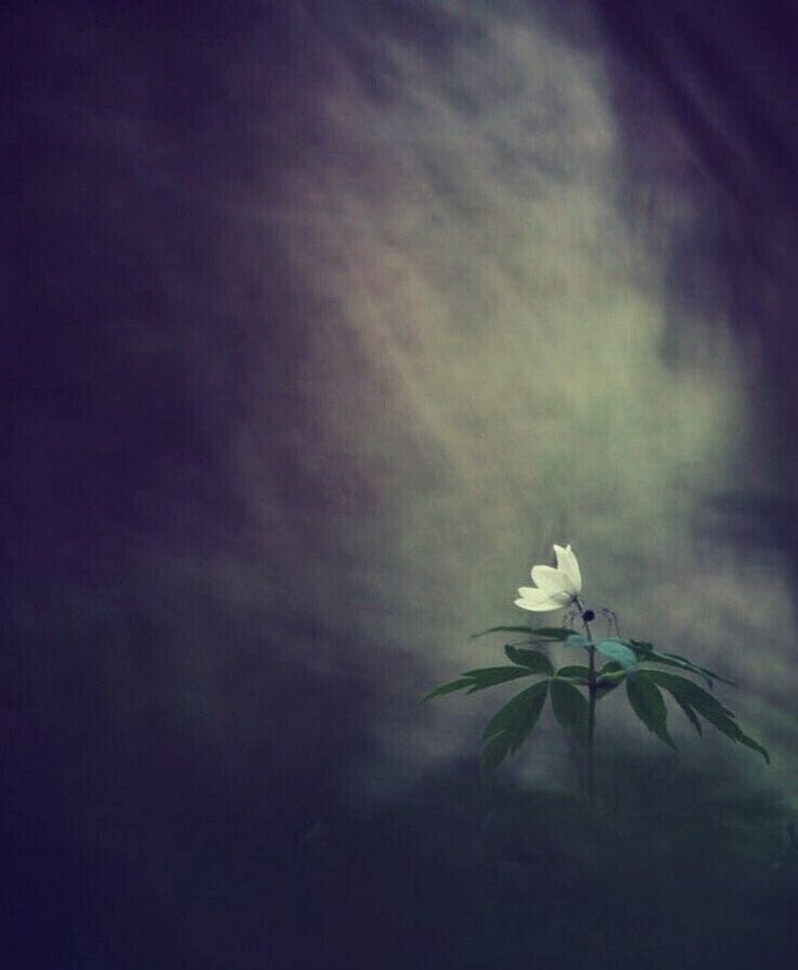 The Only Flower In Valley